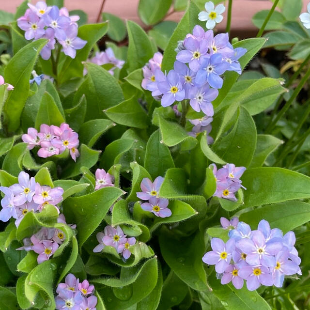 グラデーション　ライン入り珍しい色のわすれな草20粒　寄せ植え、切り花にも ハンドメイドのフラワー/ガーデン(その他)の商品写真