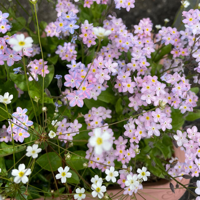 グラデーション　ライン入り珍しい色のわすれな草20粒　寄せ植え、切り花にも ハンドメイドのフラワー/ガーデン(その他)の商品写真