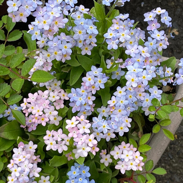 グラデーション　ライン入り珍しい色のわすれな草20粒　寄せ植え、切り花にも ハンドメイドのフラワー/ガーデン(その他)の商品写真