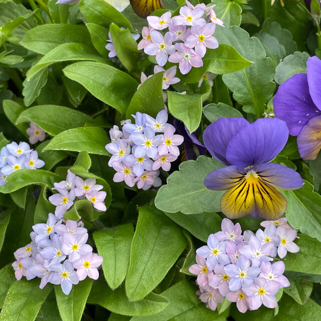 グラデーション　ライン入り珍しい色のわすれな草20粒　寄せ植え、切り花にも ハンドメイドのフラワー/ガーデン(その他)の商品写真