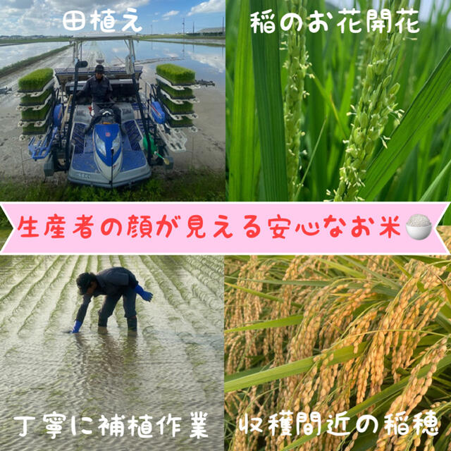 玄米10kg　自然栽培米　コシヒカリ　米/穀物　令和3年新米　農薬肥料不使用