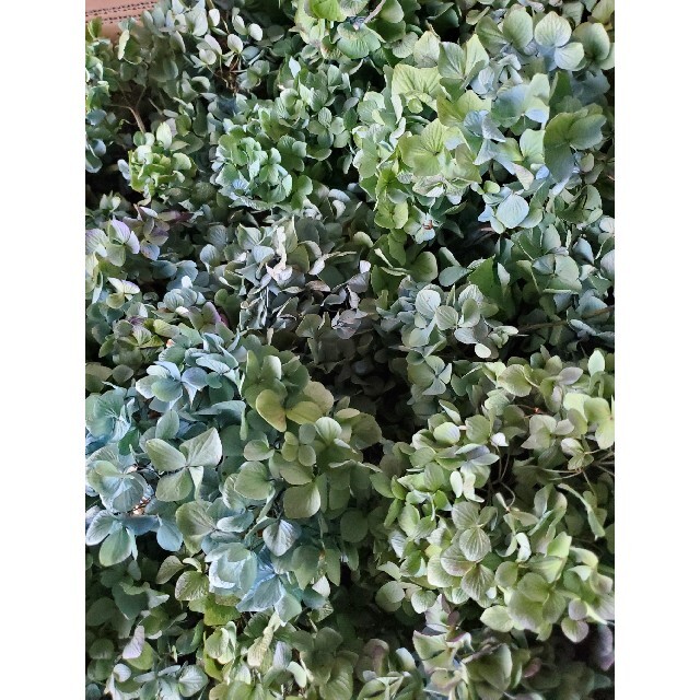 み~か様ご専用♡秋色紫陽花ドライフラワーの通販 by まり(秋色紫陽花shop)|ラクマ み~か様ご専用♡秋色紫陽花ドライフラワーの通販 by まり(秋色紫陽花shop)|ラクマ