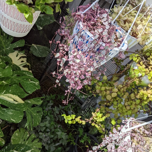 多肉植物 斑入りハートカズラ レディハートの通販 by ポ。。。's shop