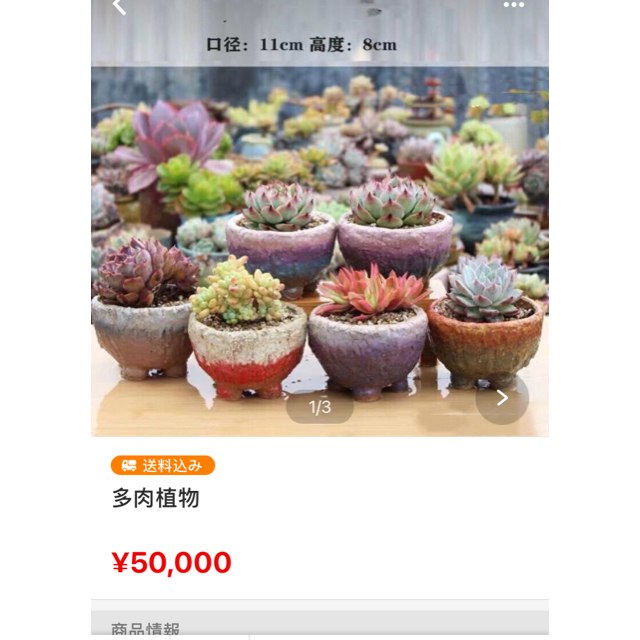 多肉植物 1
