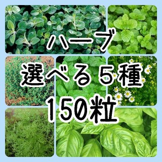 【ハーブの種】5種 150粒 種子(野菜)