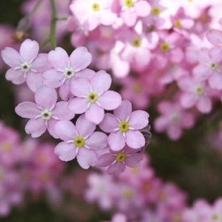 わすれな草ローズ 可憐な花♪来年からはこぼれ種でたくさん咲く初心者OK♡種子 種(その他)