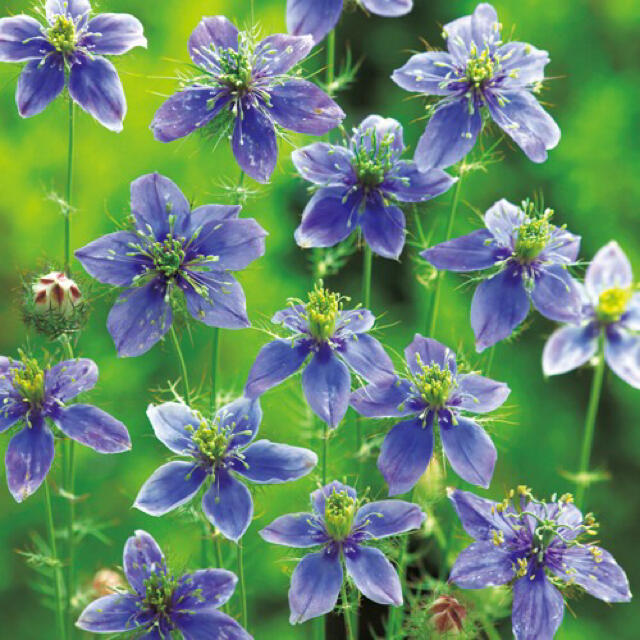 ニゲラ ブルーイスタンブール 種 青紫の大輪花ニゲラ 種子 切花にもOK♡種 花 ハンドメイドのフラワー/ガーデン(その他)の商品写真