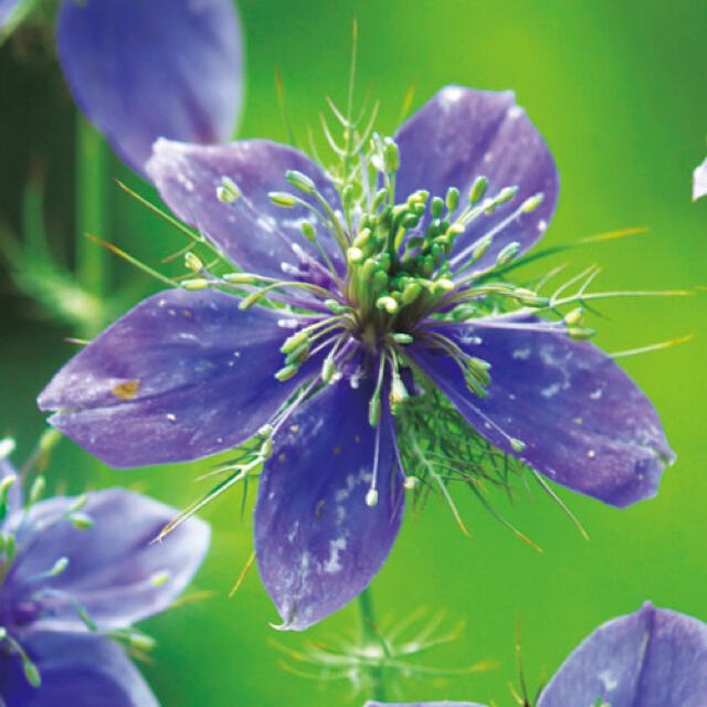 ニゲラ ブルーイスタンブール 種 青紫の大輪花ニゲラ 種子 切花にもOK♡種 花 ハンドメイドのフラワー/ガーデン(その他)の商品写真