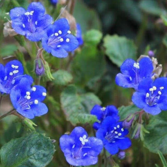 神秘的な青い花セット♪エキウムブルーベッダー＋ファセリアカンパニュラリア 花 種 ハンドメイドのフラワー/ガーデン(その他)の商品写真
