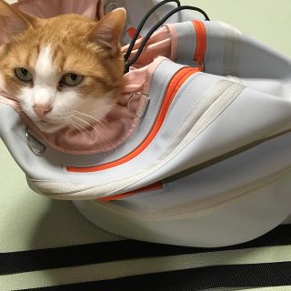 暴れる猫ちゃん一発キャッチ(猫)