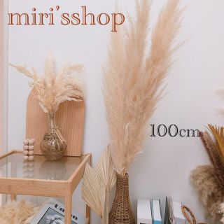 パンパスグラス　３本セット　100cm (ドライフラワー)