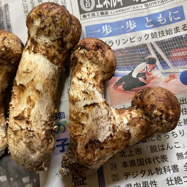 本日採れたて、松茸の通販 by yu's SHOP｜ラクマ 特価超激安