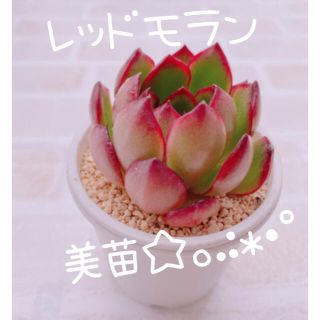 《6》多肉植物 エケベリア 韓国苗 レッドモラン♡♡(その他)