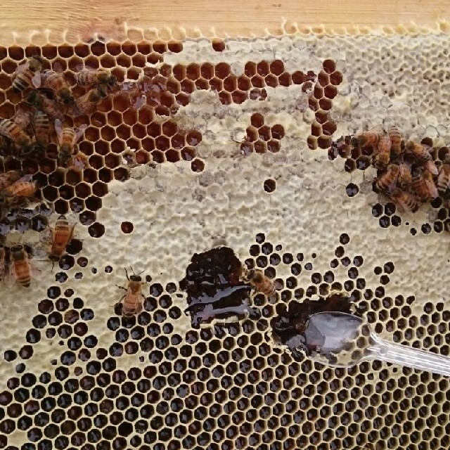 アカシア蜂蜜 国産純粋 非加熱 1kg 2本