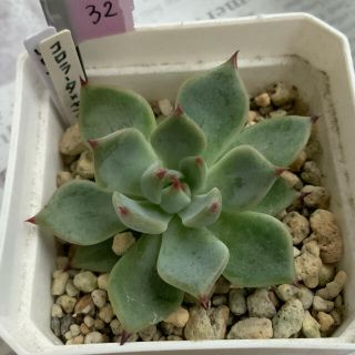 32.多肉植物　コロラータ×ざわわ(その他)