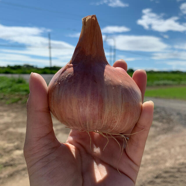 北海道産　無農薬　ベルギーエシャロット　正品　2kg 食品/飲料/酒の食品(野菜)の商品写真