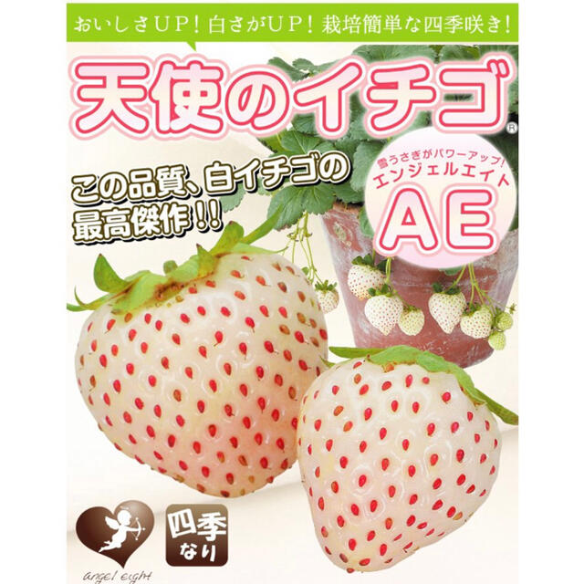 ２株セット無農薬　白いちご 天使のいちご エンジェルエイト いちご苗 食品/飲料/酒の食品(フルーツ)の商品写真