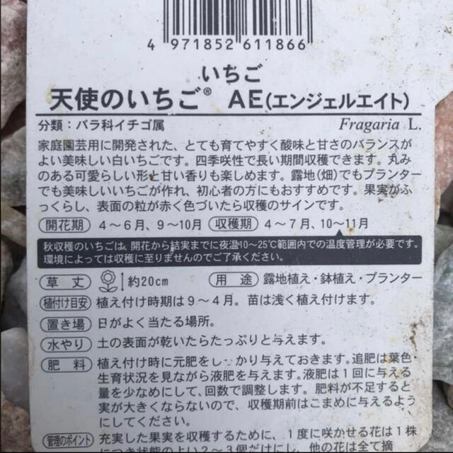 ２株セット無農薬　白いちご 天使のいちご エンジェルエイト いちご苗 食品/飲料/酒の食品(フルーツ)の商品写真