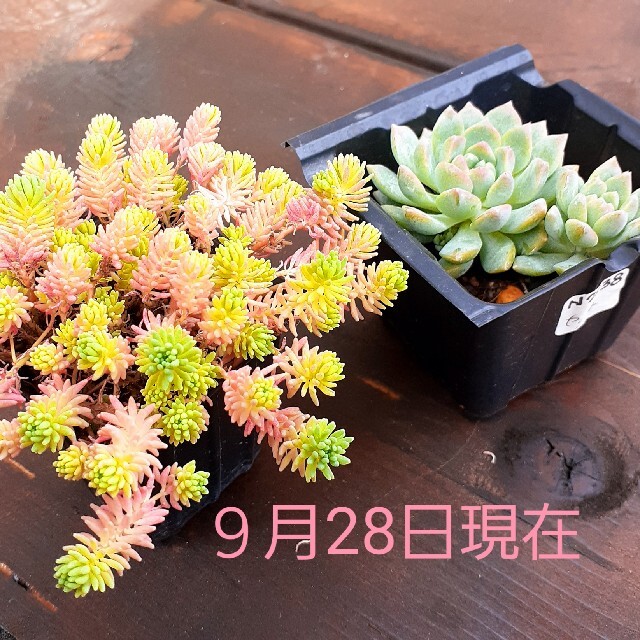 多肉植物 セダムもりもり寄せ植えチャレンジセット ピンク系に紅葉中n2138の通販 By Myka Homu ラクマ