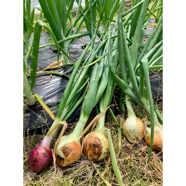 畑直送　無農薬栽培野菜 食品/飲料/酒の食品(野菜)の商品写真