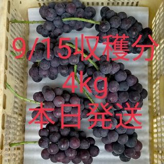 【加工用】種なしピオーネ 約4kg(フルーツ)