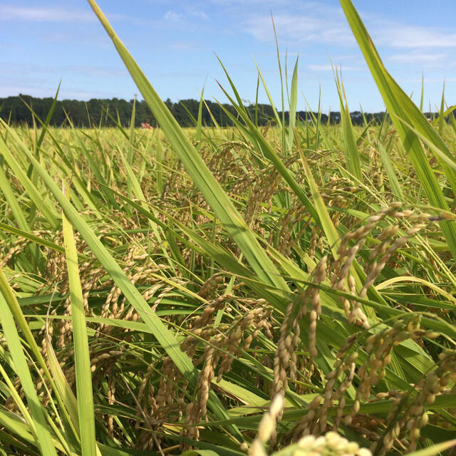 超ポイントアップ祭 新米 令和３年度 栃木県産 低農薬栽培 コシヒカリ 30キロ 米+穀物