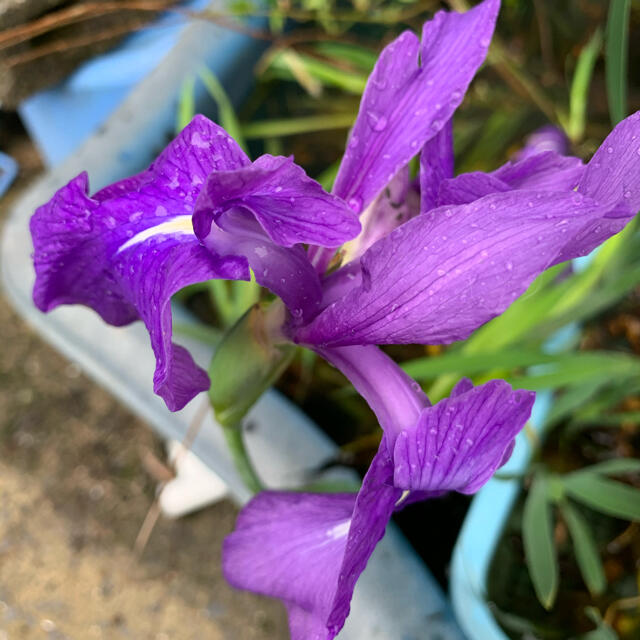 初夏を告げる品のある⭐︎和風感満載水生植物大きな♪かきつばた(羅生門)⭐︎苗 ハンドメイドのフラワー/ガーデン(プランター)の商品写真