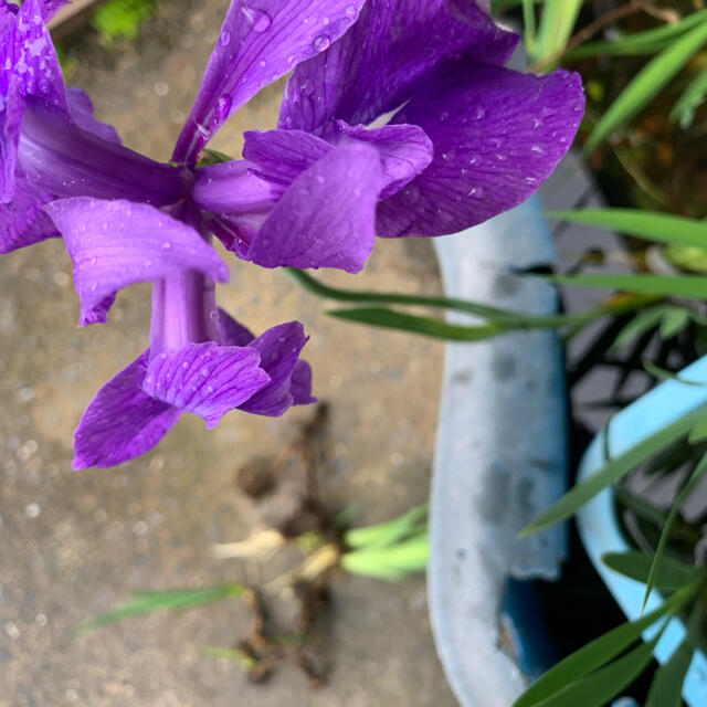 初夏を告げる品のある⭐︎和風感満載水生植物大きな♪かきつばた(羅生門)⭐︎苗 ハンドメイドのフラワー/ガーデン(プランター)の商品写真