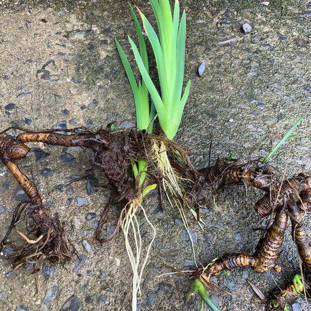 初夏を告げる品のある⭐︎和風感満載水生植物大きな♪かきつばた(羅生門)⭐︎苗 ハンドメイドのフラワー/ガーデン(プランター)の商品写真