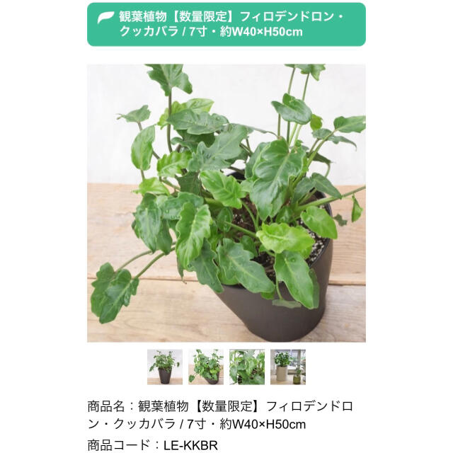 観葉植物フィロデンドロン・クッカバラ / 7寸・約W40×H50cm ハンドメイドのフラワー/ガーデン(その他)の商品写真