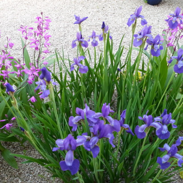 あやめ　苗　アヤメ　菖蒲　ガーデニング　和風庭園　宿根草　多年草　造園　庭作り ハンドメイドのフラワー/ガーデン(その他)の商品写真