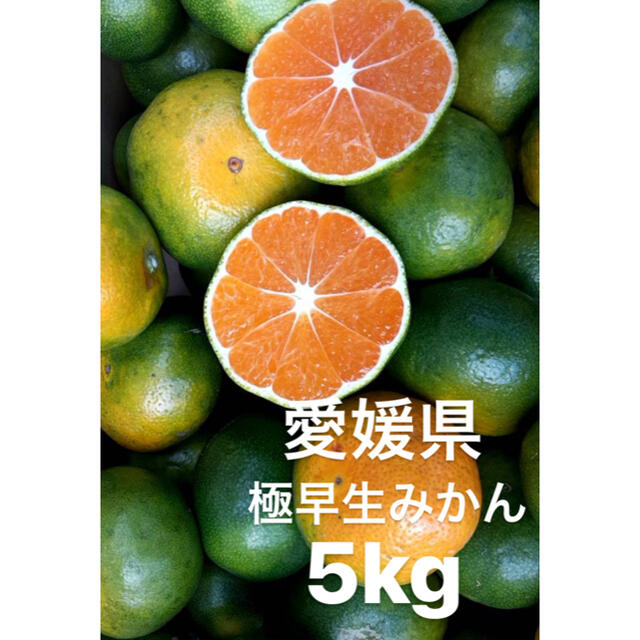 愛媛県産 極早生みかん 5kg