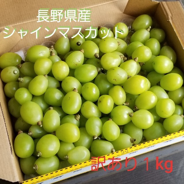 長野県産 訳ありシャインマスカット 1kg　※9月18日収穫予定 食品/飲料/酒の食品(フルーツ)の商品写真
