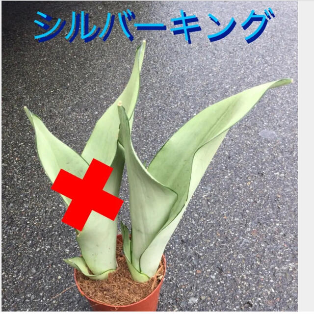観葉植物⑥　多肉植物　サンスベリアシルバーキング　1苗抜き苗