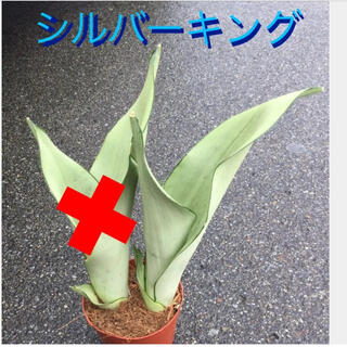 観葉植物⑥　多肉植物　サンスベリアシルバーキング　1苗抜き苗(その他)