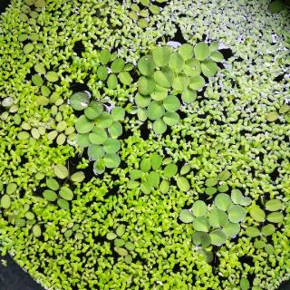 レア水草 稚魚 稚エビの隠れ家 ニテラの通販 By ライフアクア S Shop ラクマ レア水草 稚魚 稚エビの隠れ家 ニテラの通販 By ライフアクア S Shop ラクマ