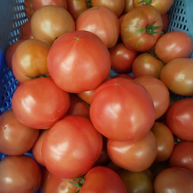 ともにゃおん様専用 麗月トマト４キロ 食品/飲料/酒の食品(野菜)の商品写真