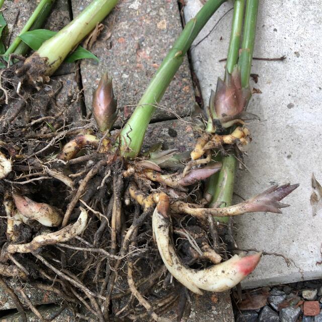 茗荷付き根 食品/飲料/酒の食品(野菜)の商品写真