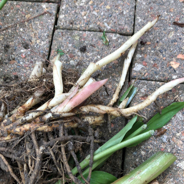 宿根草　茗荷3株 食品/飲料/酒の食品(野菜)の商品写真