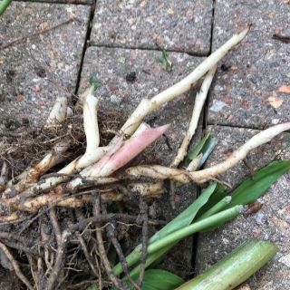 宿根草　茗荷3株(野菜)