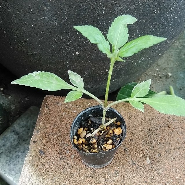 ウィンターコスモスピンク ポット苗  種のおまけ付き ハンドメイドのフラワー/ガーデン(その他)の商品写真