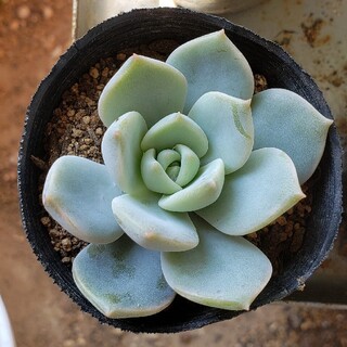 送料無料❤️おまけ付き✨多肉植物【白牡丹】カット苗☺️エケベリア初心者さんに🙆(その他)