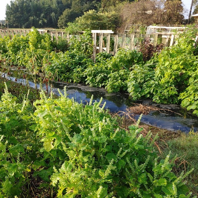 無農薬野菜セット　　fickle beat 食品/飲料/酒の食品(野菜)の商品写真