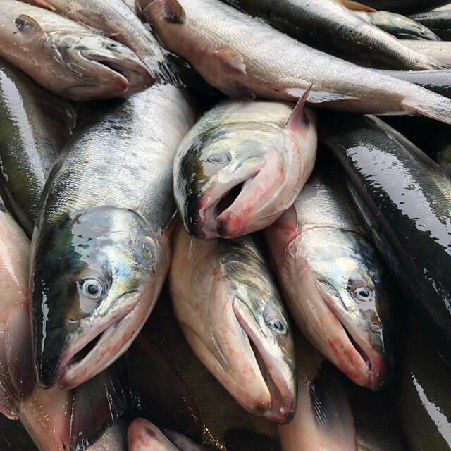 北海道産　秋鮭　オス 食品/飲料/酒の食品(魚介)の商品写真