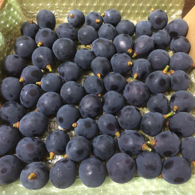 訳ありたね無し巨峰 粒売り 1kg 通販 巨峰訳あり粒売り1kg
