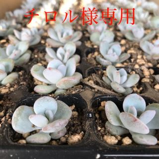 チロル様専用(その他)