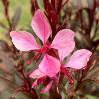 ガウラ　白蝶草　♡ ピンク　挿し穂5本(根はありません)(その他)