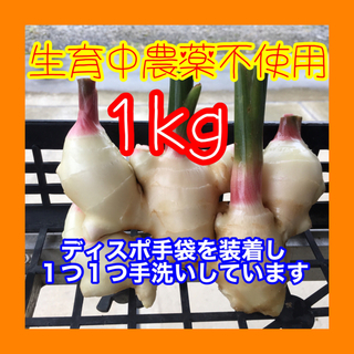 新生姜　箱込み1kg  減農薬栽培(野菜)