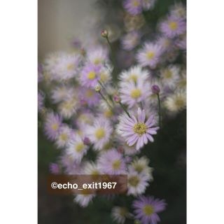 PENTAX - 宝石の色選べます 宝石レンズ SMC Takumar 55mm f1.8の