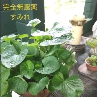 大好評【完全無農薬/即日発送】すみれ スミレ 抜き苗 約15〜25cm 30株(その他)